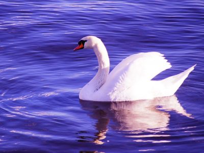 Amsha rulers Jyotish Vedic astrology